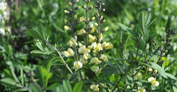 Baptisia 'Vanilla Cream'