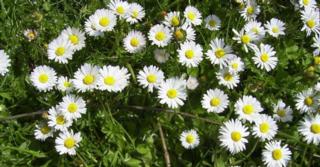 Bellis perennis