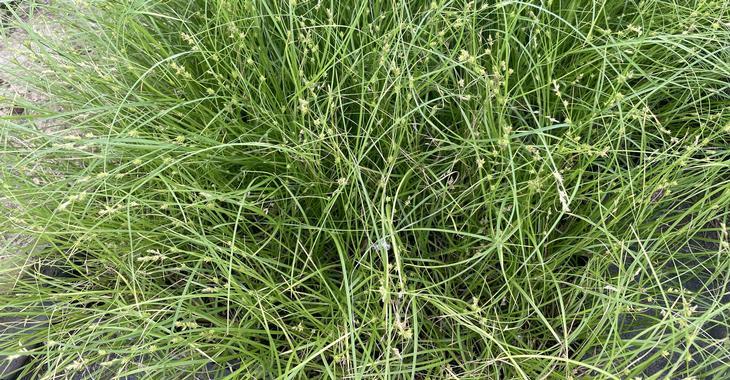 Carex remota JS® 'Bugbos'