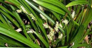 Carex morrowii 