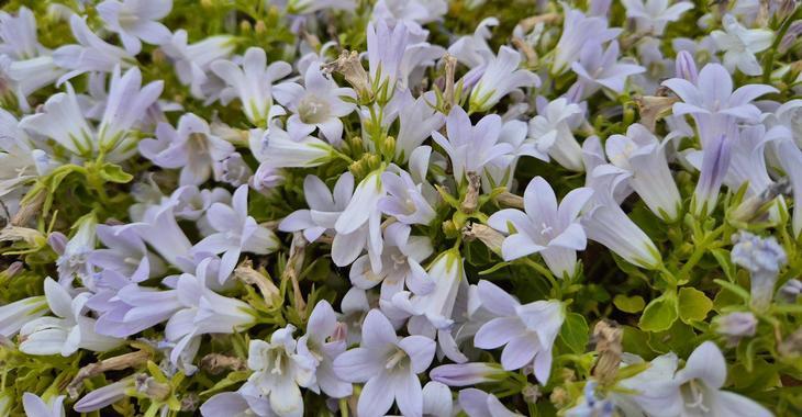 Campanula portenschlagiana 'Zenn White'