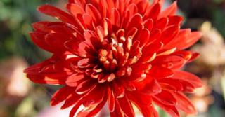 Chrysanthemum 'Brennpunkt'