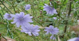 Cichorium intybus