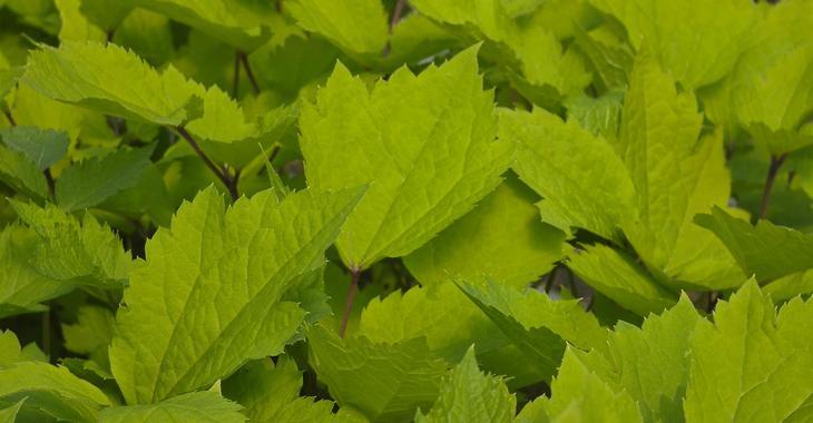 Clematis heracleifolia 'New Love' PBR