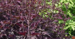 Clematis recta 'Purpurea'