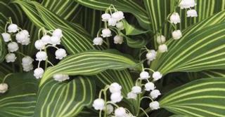 Convallaria majalis 'Albostriata'