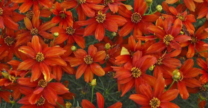Coreopsis verticillata 'Crazy Cayenne'
