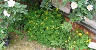Corydalis lutea