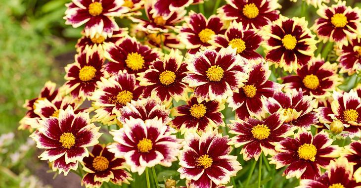 Coreopsis grandiflora SOLAR FANCY ®