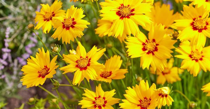 Coreopsis grandiflora SOLAR MELLOW ®