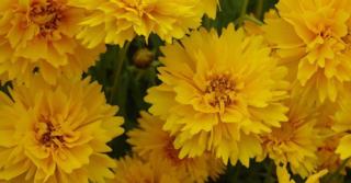 Coreopsis grandiflora 'Sunray'