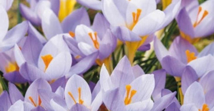 Crocus species 'Rosalind' LOS