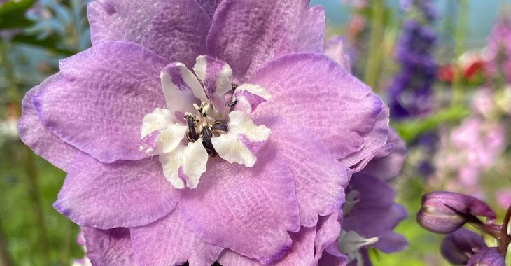 Delphinium MAGIC FOUNTAINS 'Deep Rose White Bee'