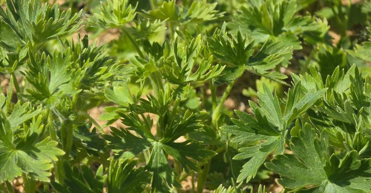 Delphinium 'Cliveden Beauty'