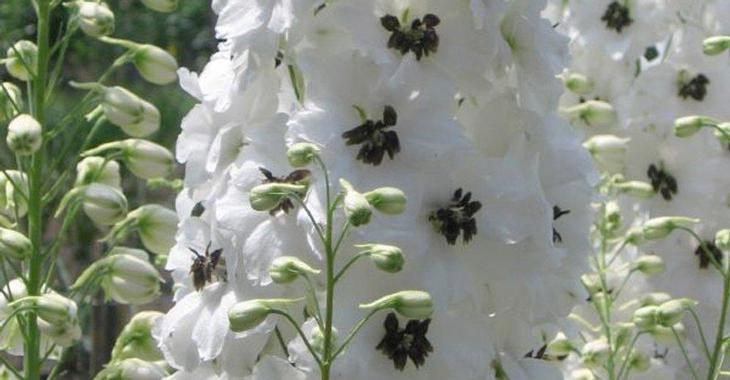 Delphinium MAGIC FOUNTAINS 'White Dark Bee'