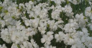 Dianthus 'Albus Plenus' (Plumarius-Group)