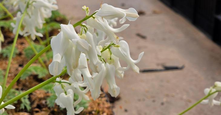 Dicentra formosa 'Amore Titanium' PBR