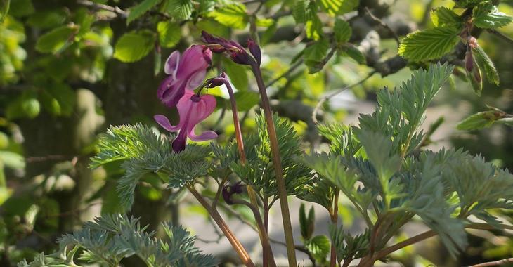 Dicentra formosa 'Pink Diamonds' PBR