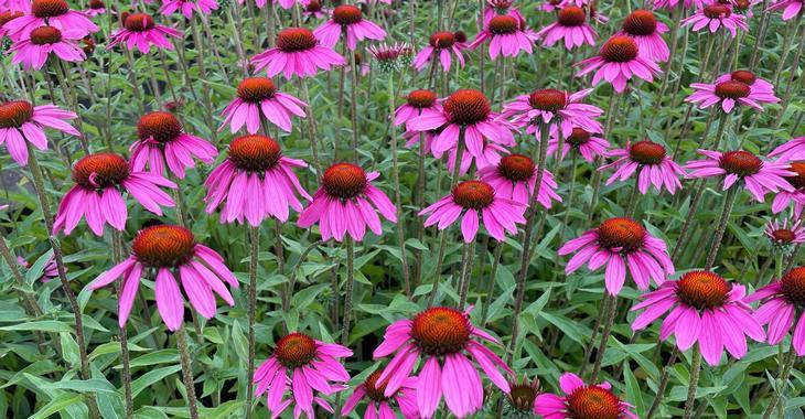 Echinacea tennesseensis 'Amazing Dream' PBR