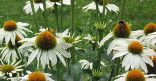 Echinacea purpurea 'Baby Swan White'