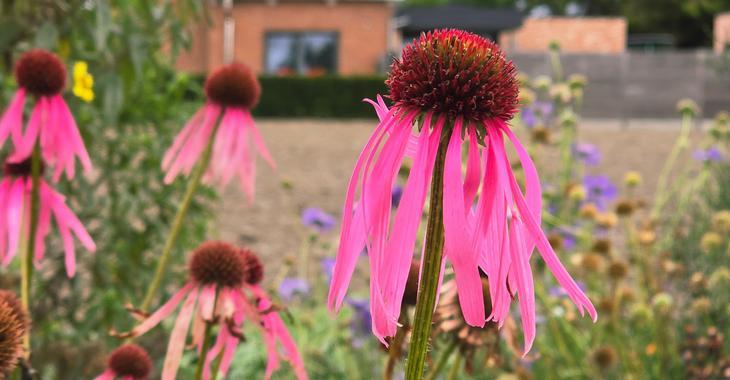 Echinacea pallida JS® 'Four Judging Eyes'
