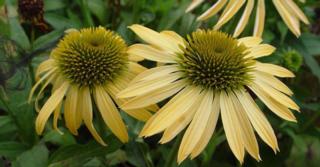 Echinacea purpurea 'Harvest Moon' PBR