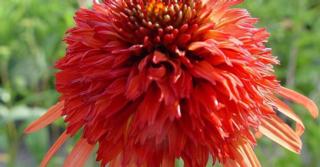 Echinacea purpurea 'Irresistible' PBR