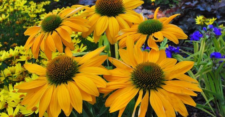 Echinacea purpurea 'Leilani'