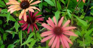 Echinacea purpurea JS® Orange Prairie'