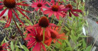 Echinacea purpurea JS® 'Red Prairie'