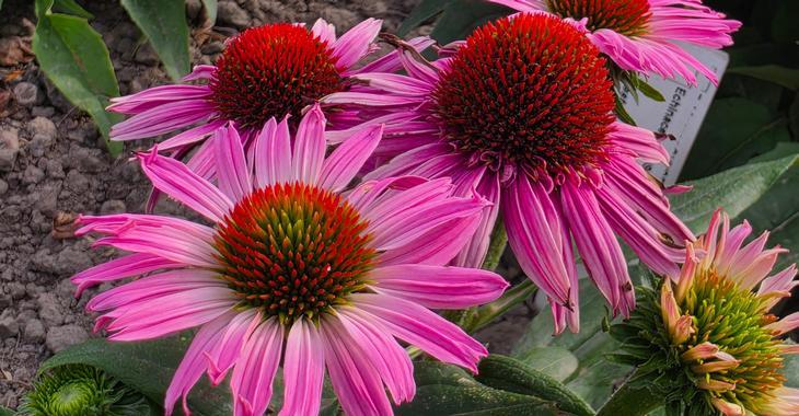 Echinacea SUNSEEKERS BLUSH®