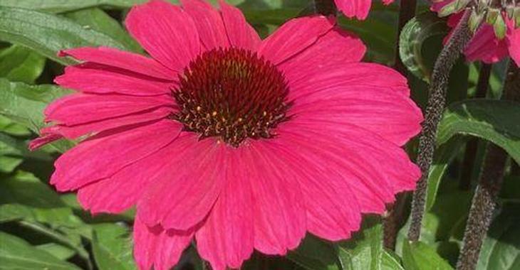 Echinacea SUNSEEKERS CARMINE®