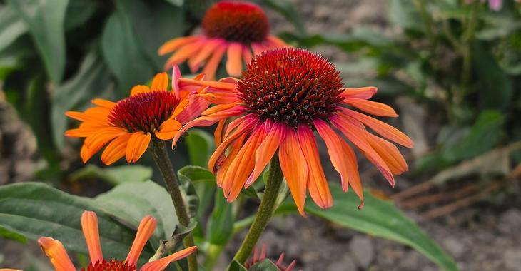 Echinacea SUNSEEKERS CLEMENTINE®