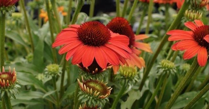 Echinacea SUNSEEKERS CORAL®