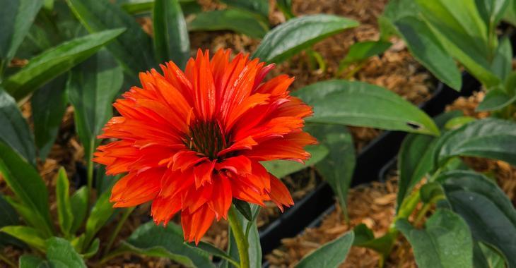 Echinacea SUNSEEKERS MINEOLA®