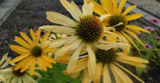 Echinacea purpurea JS® 'Yellow Prairie'