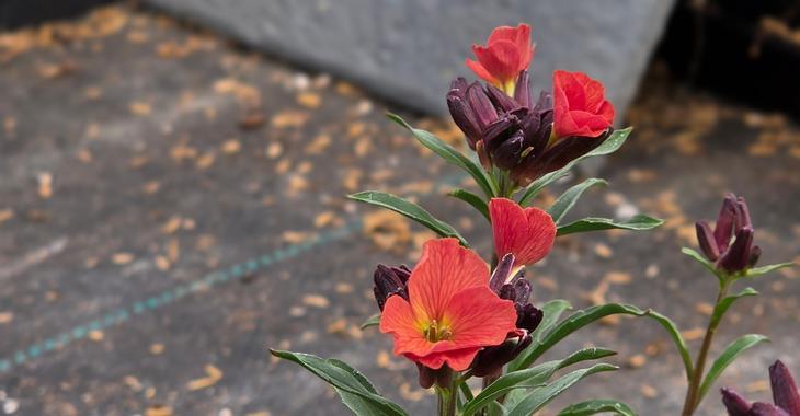 Erysimum 'Constant Cheer'