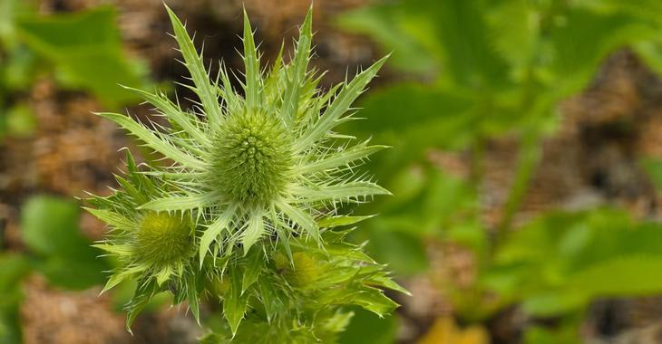 Eryngium 'Magical White Lagoon'