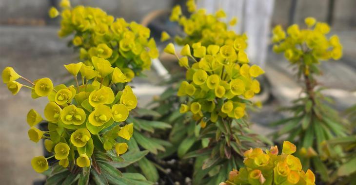 Euphorbia martinii (x) 'Ascot Petite' PBR