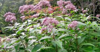 Eupatorium dubium 'Baby Joe' PBR