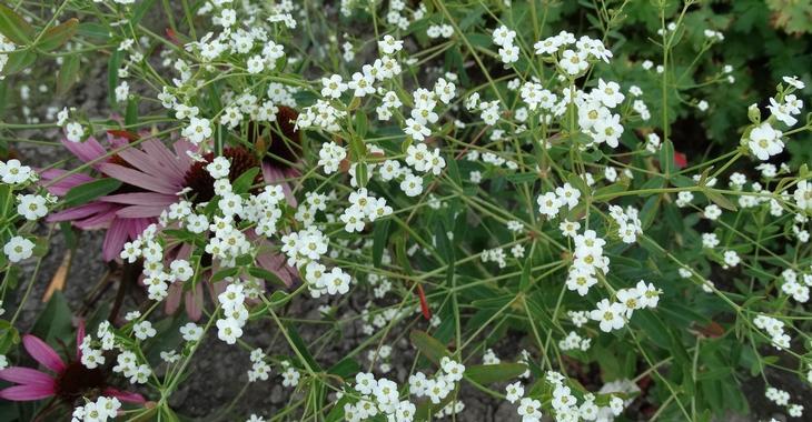 Euphorbia corollata