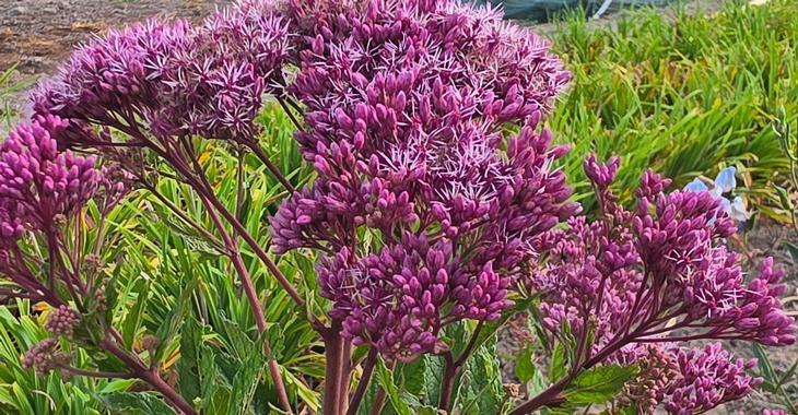 Eupatorium maculatum 'Eureka'