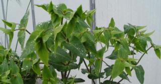 Euphorbia lathyris (MOLLENPLANT)