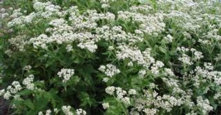 Eupatorium perfoliatum