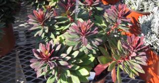 Euphorbia characias 'Velvet Ruby'