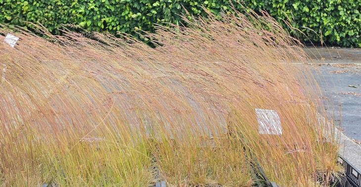 Festuca glauca SUNRISE ('Miedzianobrody' PBR)