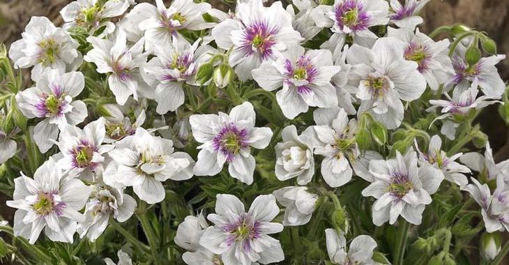 Geranium pratense 'Algera Double'