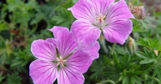 Geranium sanguineum 'Canon Miles'