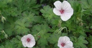 Geranium 'Coombland White'