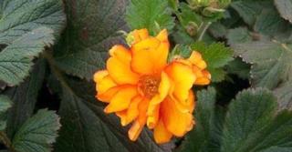 Geum 'Firestarter' PBR